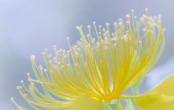 Picture flower, macro, yellow