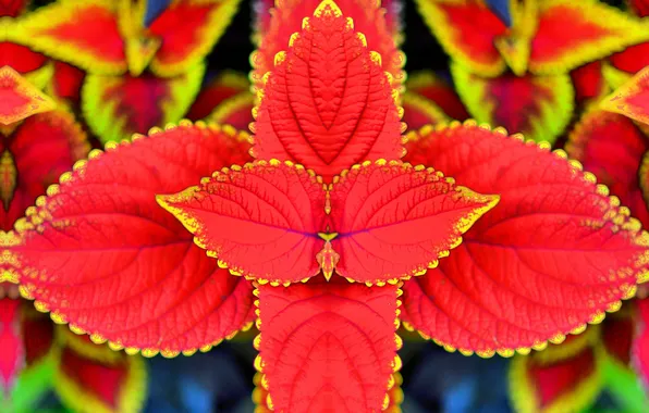 Picture leaves, nature, plant, Coleus In Bloom