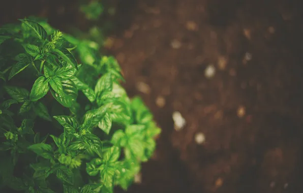 Leaves, green, plant