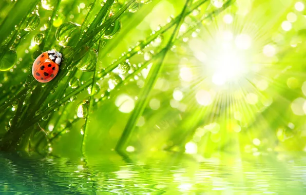 Picture grass, water, drops, macro, rays, nature, Rosa, ladybug