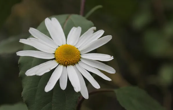 Picture flower, macro, Daisy, leaves.