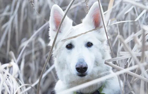 Grass, look, face, dog, The white Swiss shepherd dog