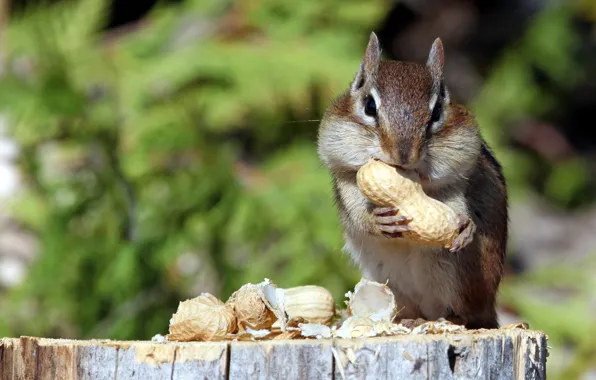 Nature, Chipmunk, nuts