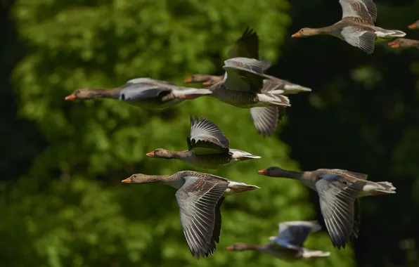 Picture wallpaper, Birds, Flying, Geese, Flock, Wild Geese