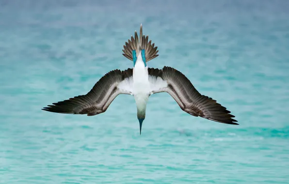 Golovanova gannets, bird, wings, sea
