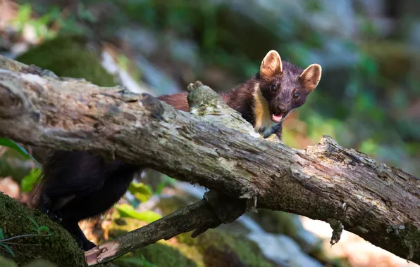 Picture look, light, trees, background, mouth, bitches, bokeh, marten