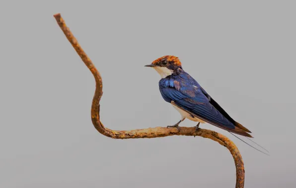 Background, branch, swallow