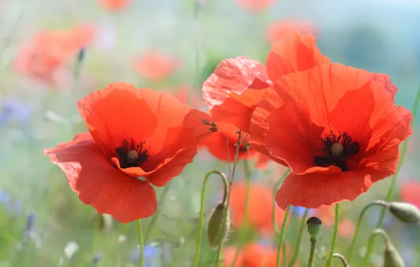 Field, summer, flowers, close-up, glade, Mac, Maki, petals