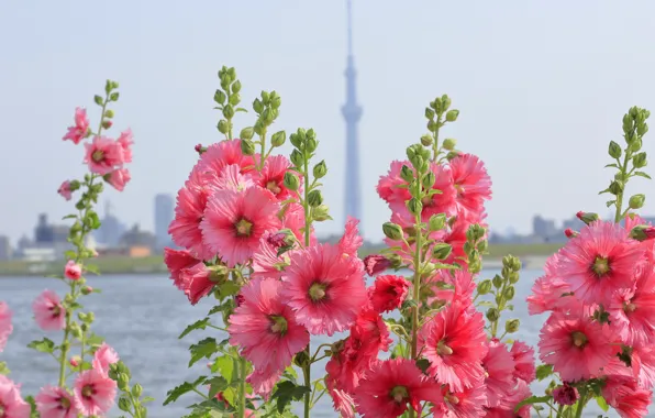 Picture leaves, flowering, mallow