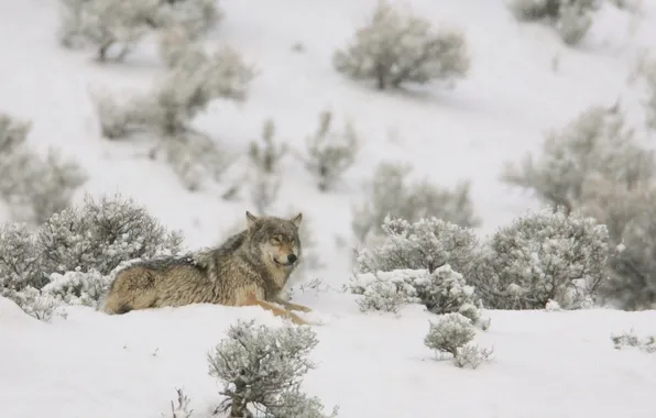 Nature, predator, animal, wolf, wildlife, portrait, portrait., Canis lupus. face