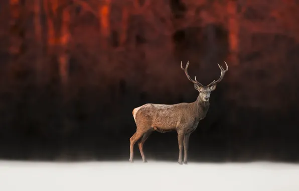 Picture blur, deer, bokeh, autumn, forest, the dark background, snow, background