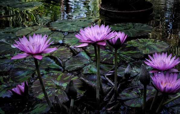 Flowers, pond, water lilies, nymphs