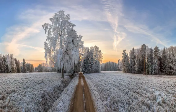 Winter, frost, road, morning