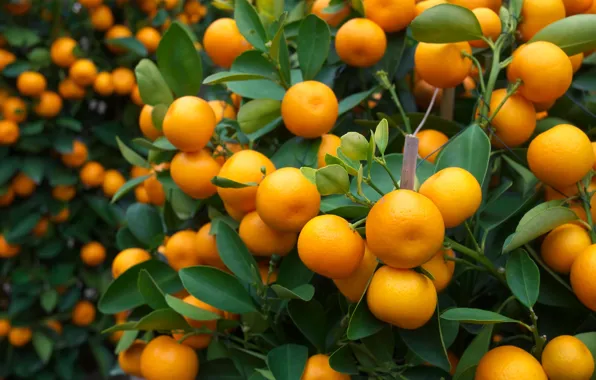 Oranges, fruit, fresh, leaves, leaves, orange, fruits