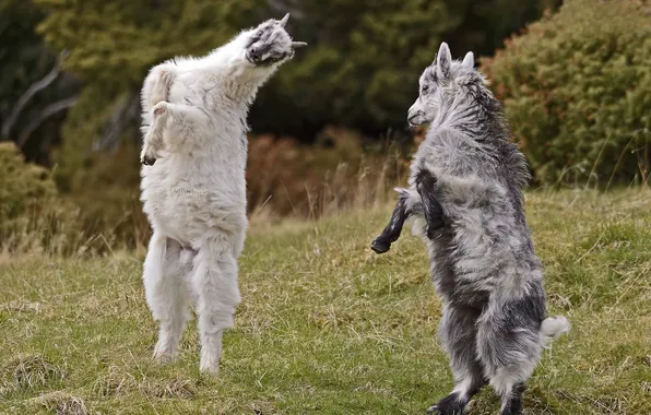 Game, dance, goats, mountain goat