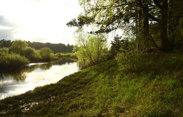 Picture forest, water, trees, landscape, nature, river, mood, the evening