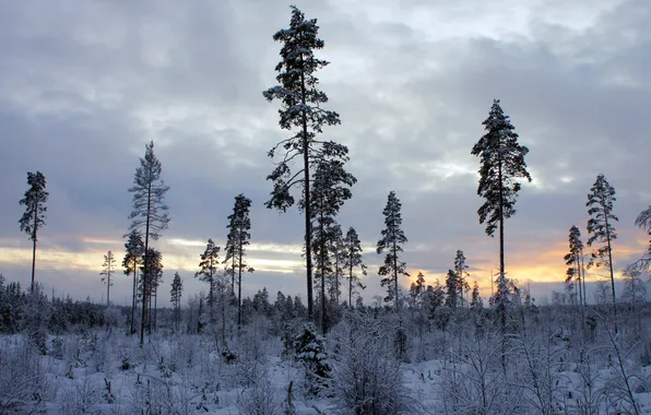 Winter, frost, clouds, trees