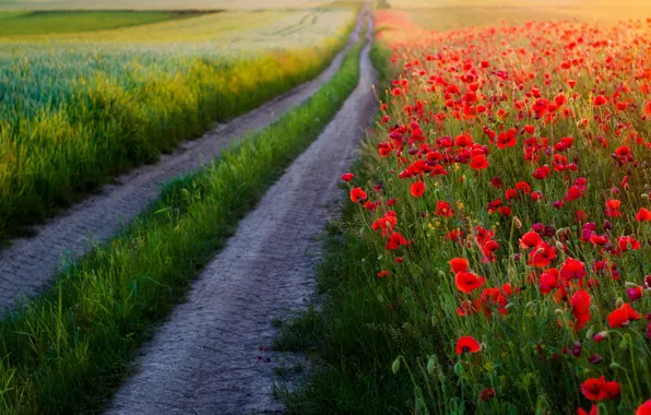 Picture road, summer, Maki