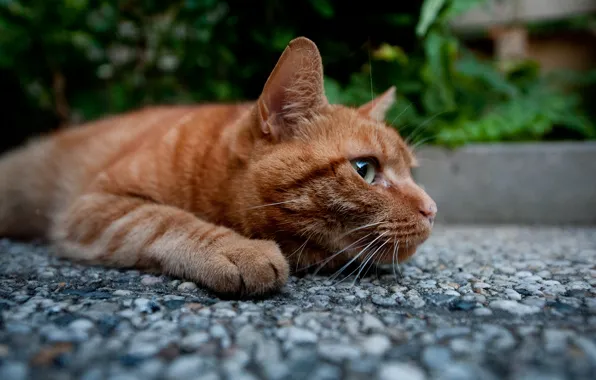 Cat, paws, red, Kote