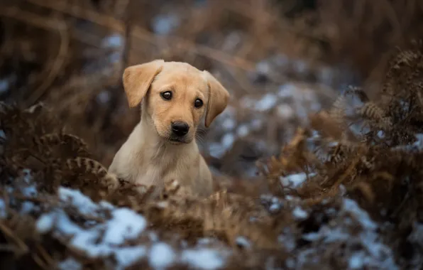 Puppy, face, bokeh, doggie, Labrador Retriever