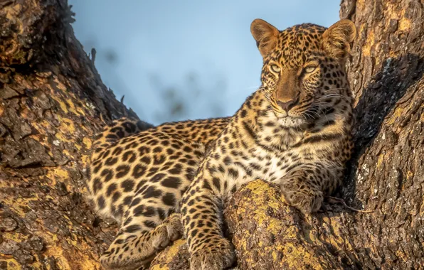 Tree, predator, leopard