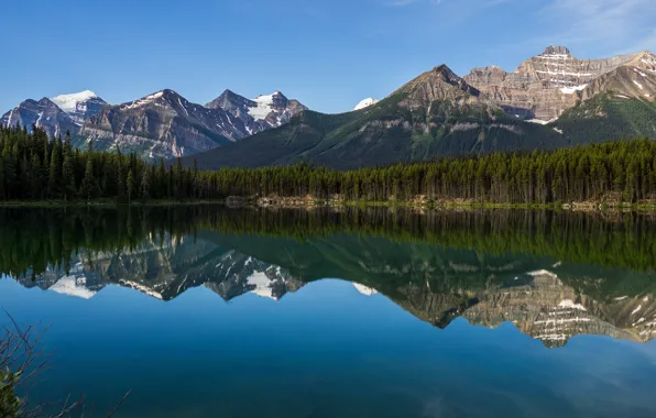 Picture forest, the sky, clouds, snow, landscape, mountains, branches, nature