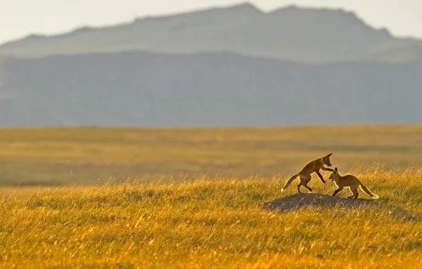 Field, the steppe, the game, Montana, USA, Rocky mountains, cubs, foothills