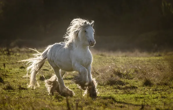 Picture horse, horse, running