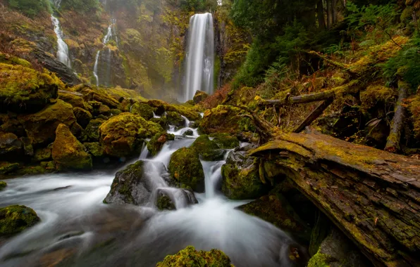 Forest, stream, stones, river, waterfalls, logs, Gifford Pinchot National Forest, Washington State