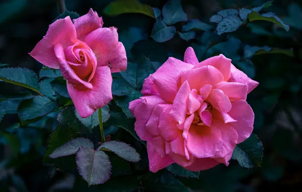 Leaves, drops, flowers, the dark background, Bush, roses, garden, pink