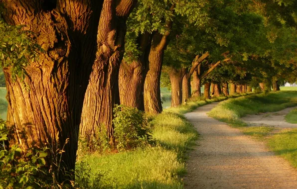 Grass, trees, nature, tree, the evening, alley, path, parks