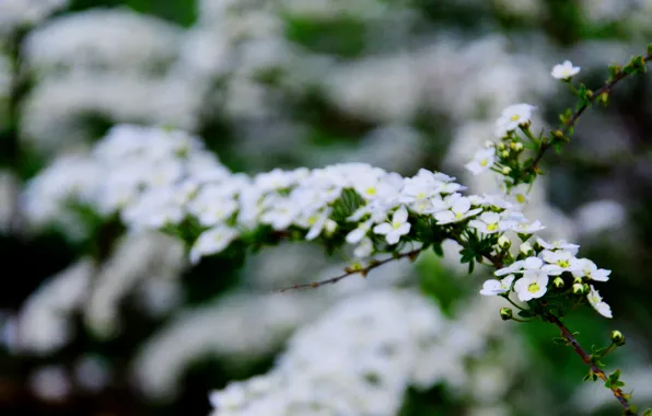 Flowers, mood, Bush, spring, Ukraine, Kiev