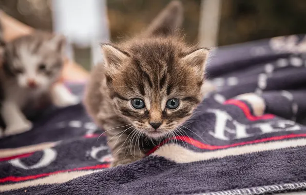 Look, towel, baby, muzzle, kitty, Vladimir Vasiliev