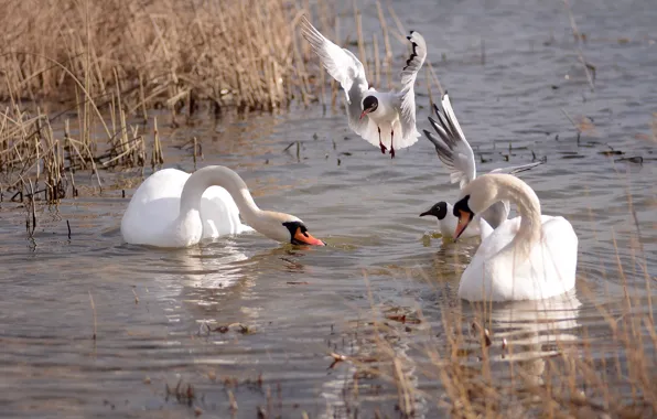 Water, seagulls, spring, swans