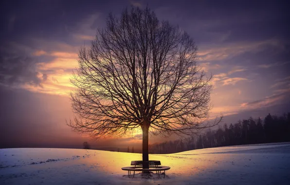 Winter, trees, sunset, bench