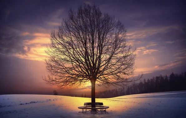 Picture winter, sunset, tree, bench
