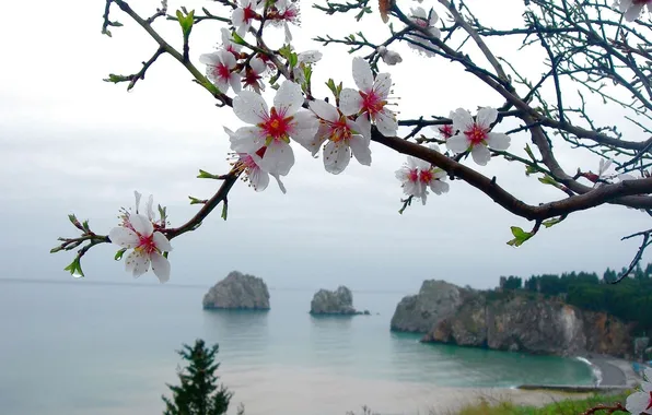 Picture sea, flowers, rocks, branch, spring, Apple