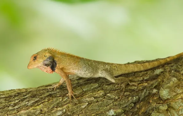 Picture background, tree, lizard