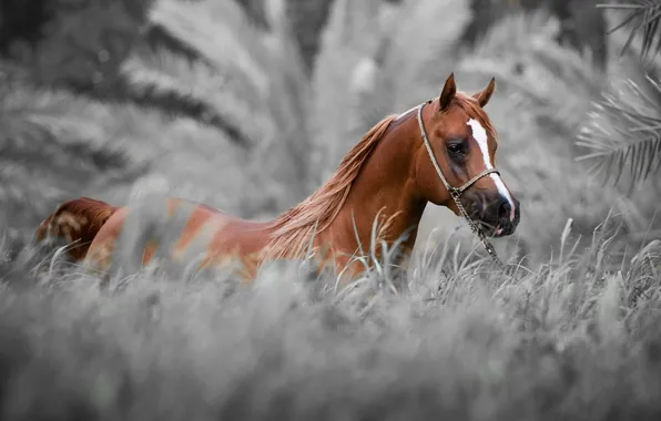 Nature, background, horse