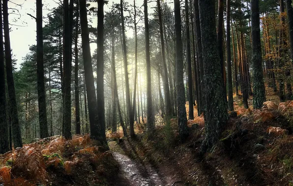 Autumn, forest, nature