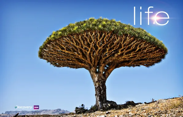 Life, tree, discovery