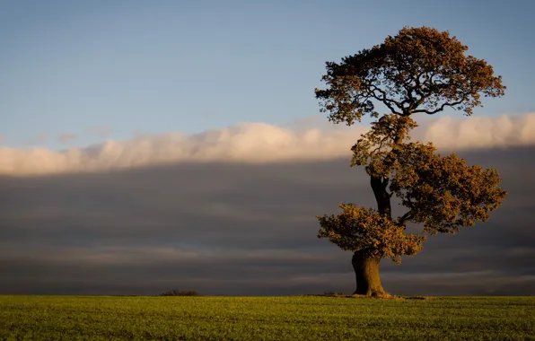 Field, autumn, the sky, grass, clouds, light, clouds, tree