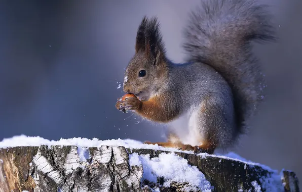 Snow, stump, walnut, protein, Julia Stukalova