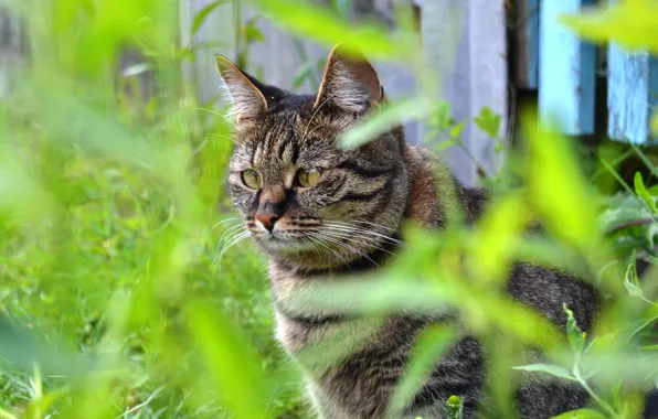 Picture cat, grass, look