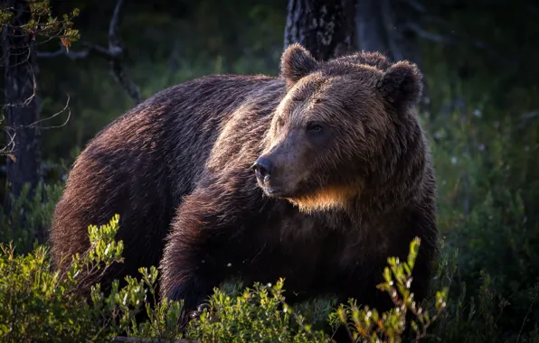 Nature, bear, beast
