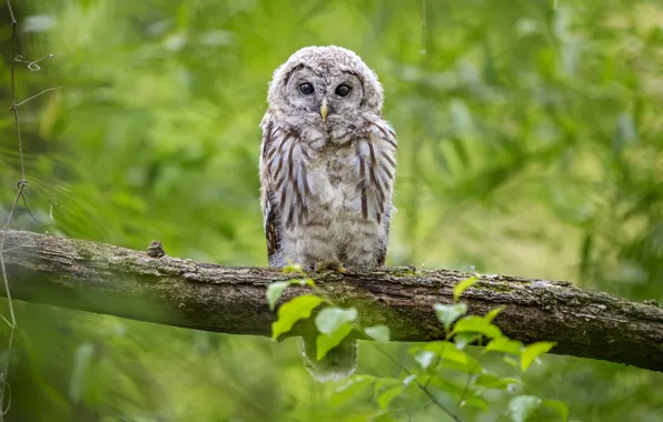Greens, look, nature, owl, bird, foliage, branch, chick