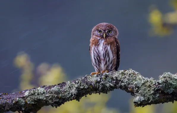 Birds, Branches, Owl - like, northern pygmy owl