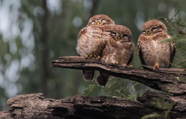 Picture forest, birds, nature, log, owls, three, sleep, owl