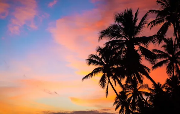 The sky, sunset, palm trees, Sri Lanka, Sri Lanka