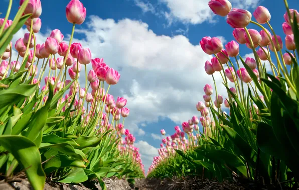 Picture clouds, summer., Tulips pink